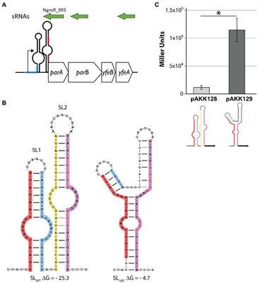 Expression, Localization, and Protein Interactions of the Partitioning Proteins in the Gonococcal Type IV Secretion System